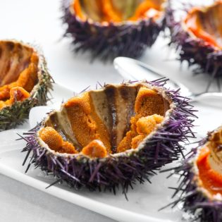 Urchin - oursin